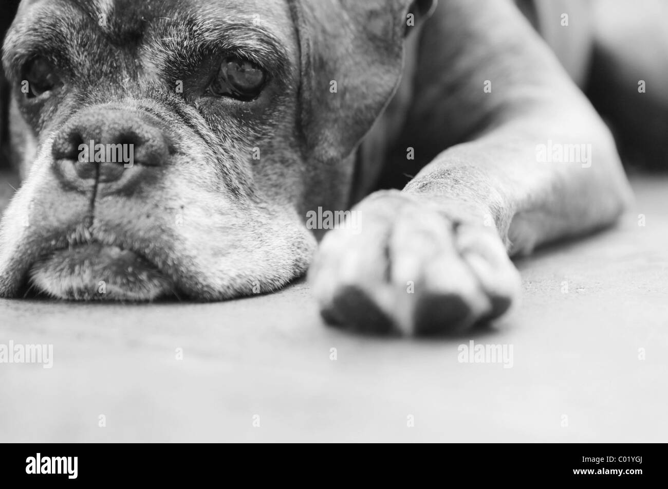 Hund, Boxer, liegend Stockfoto