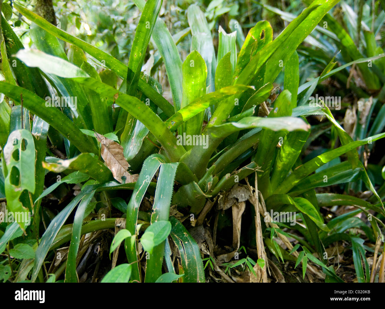 Guatemala. Alta Verapaz. Quetzal-Biotop. Stockfoto