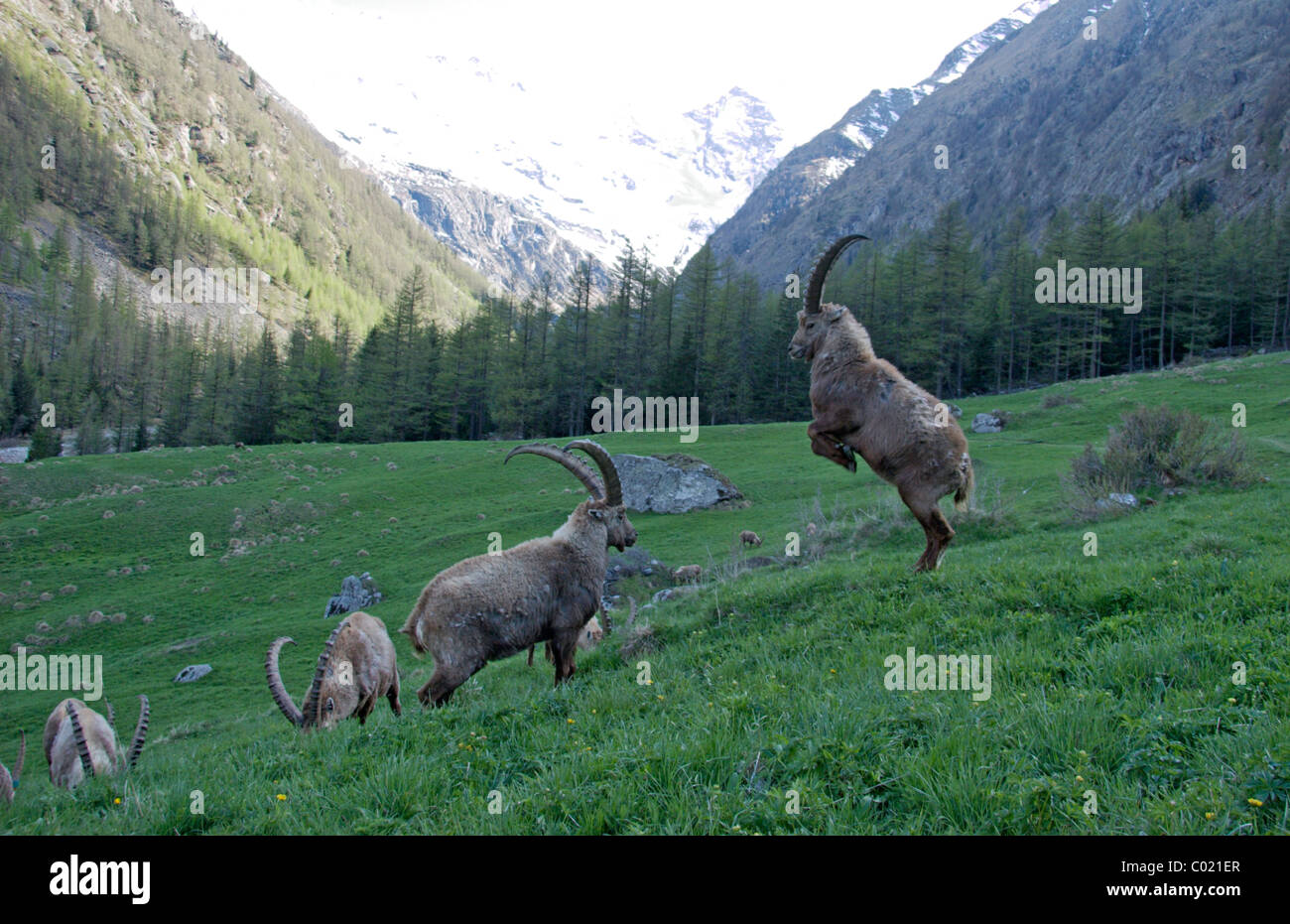 Alpensteinbock (Capra Ibex) Stockfoto