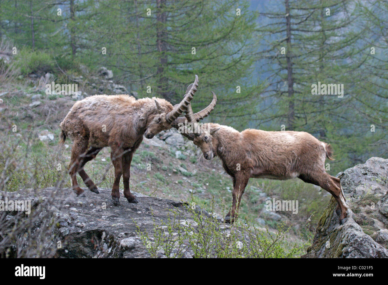 Alpensteinbock (Capra Ibex) Stockfoto