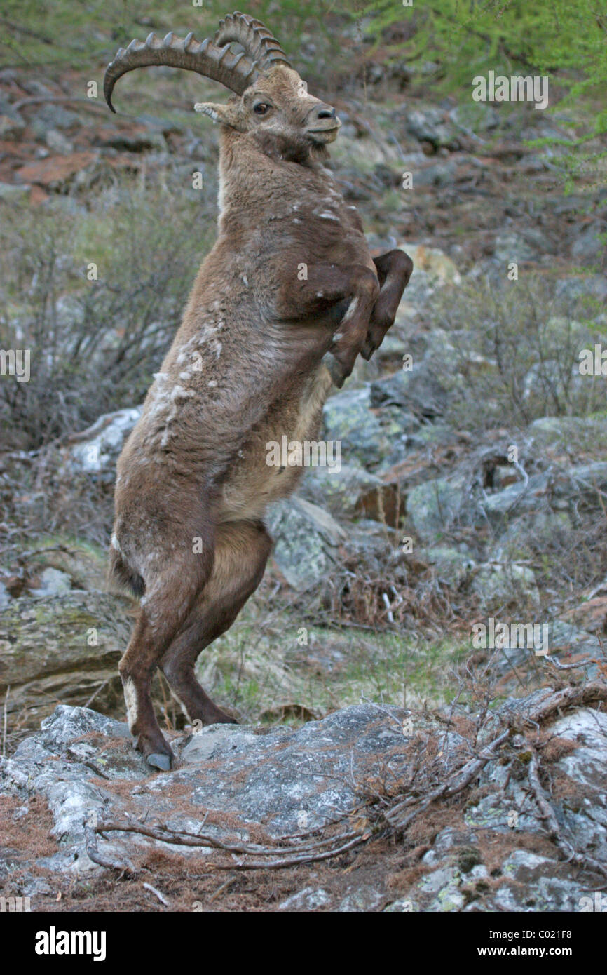 Alpensteinbock (Capra Ibex) Stockfoto