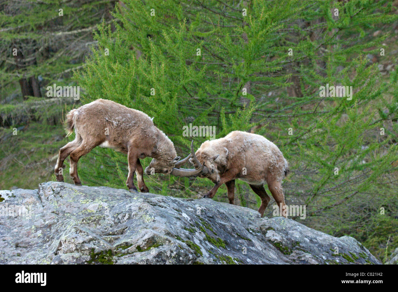 Bekämpfung der Alpensteinbock (Capra Ibex) Stockfoto