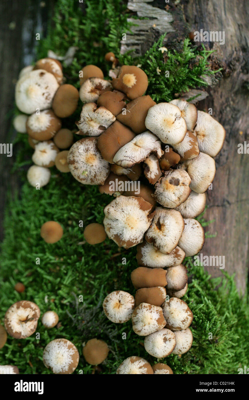 Eine Gruppe von weiß und braun gefleckt Pilze auf tote Birke. August, Ashridge, Hertfordshire. Möglicherweise Schwefel Büschel oder schorfige Twiglet Stockfoto