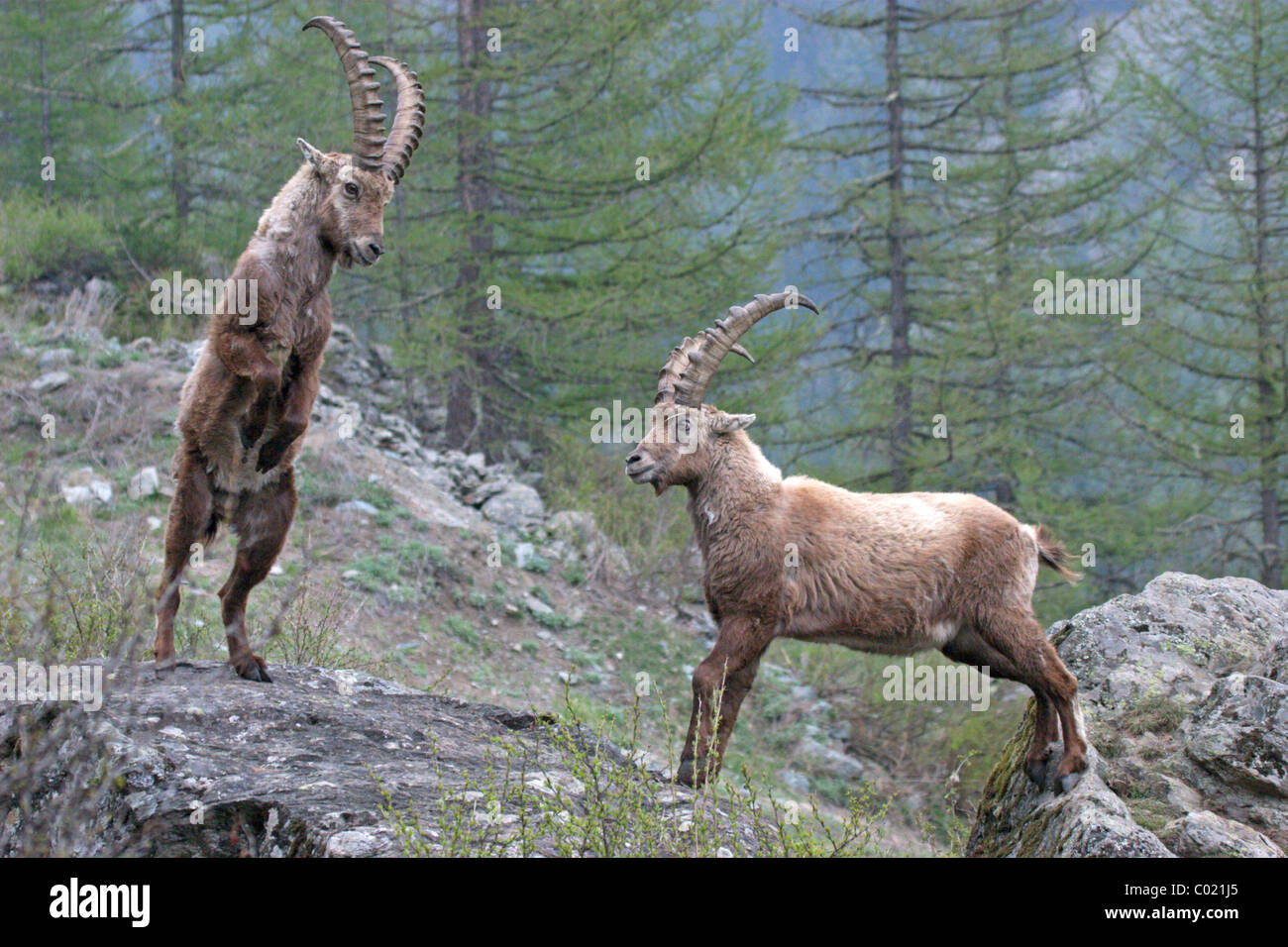 Bekämpfung der Alpensteinbock (Capra Ibex) Stockfoto