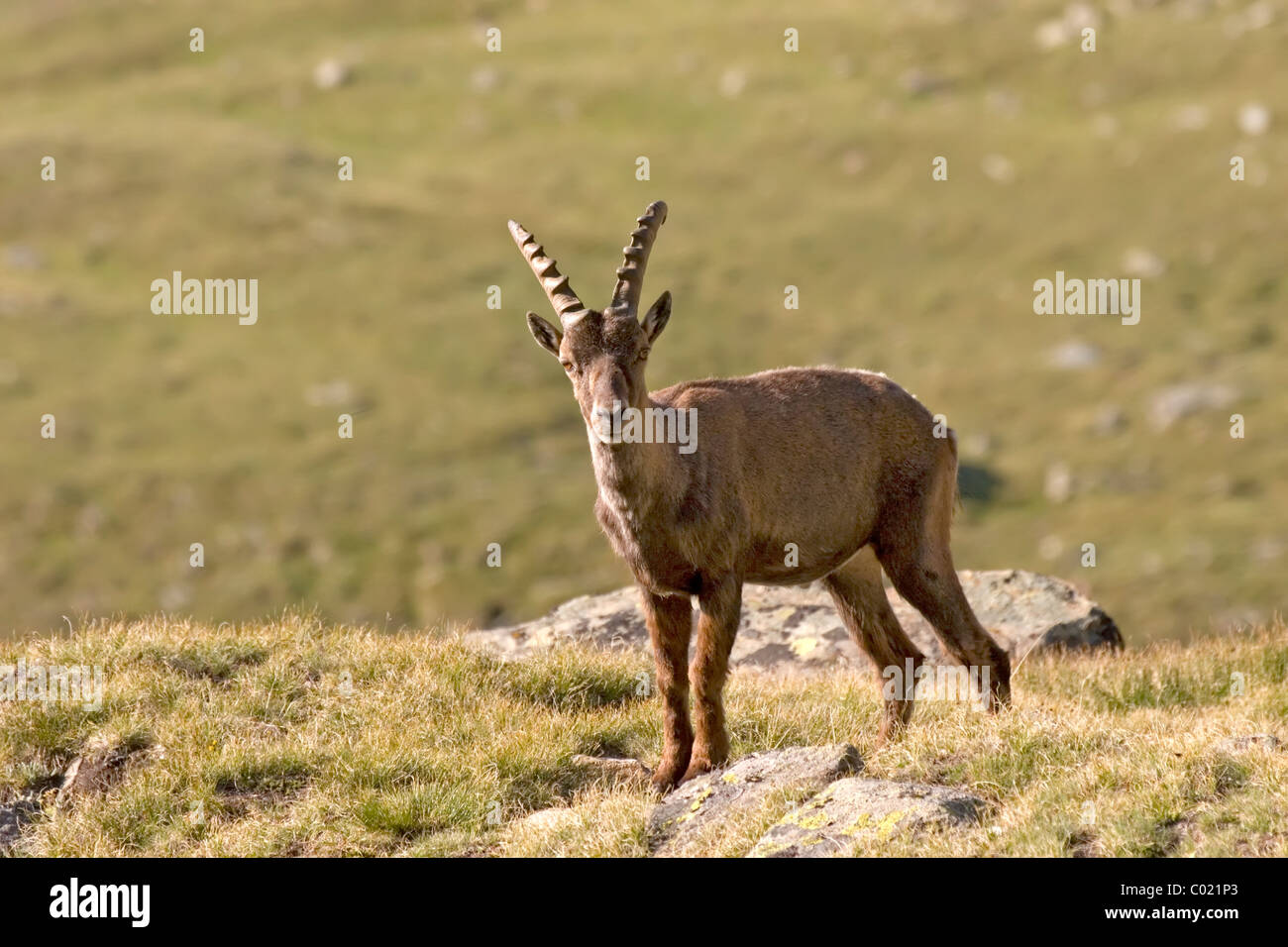 Alpensteinbock (Capra Ibex) Stockfoto