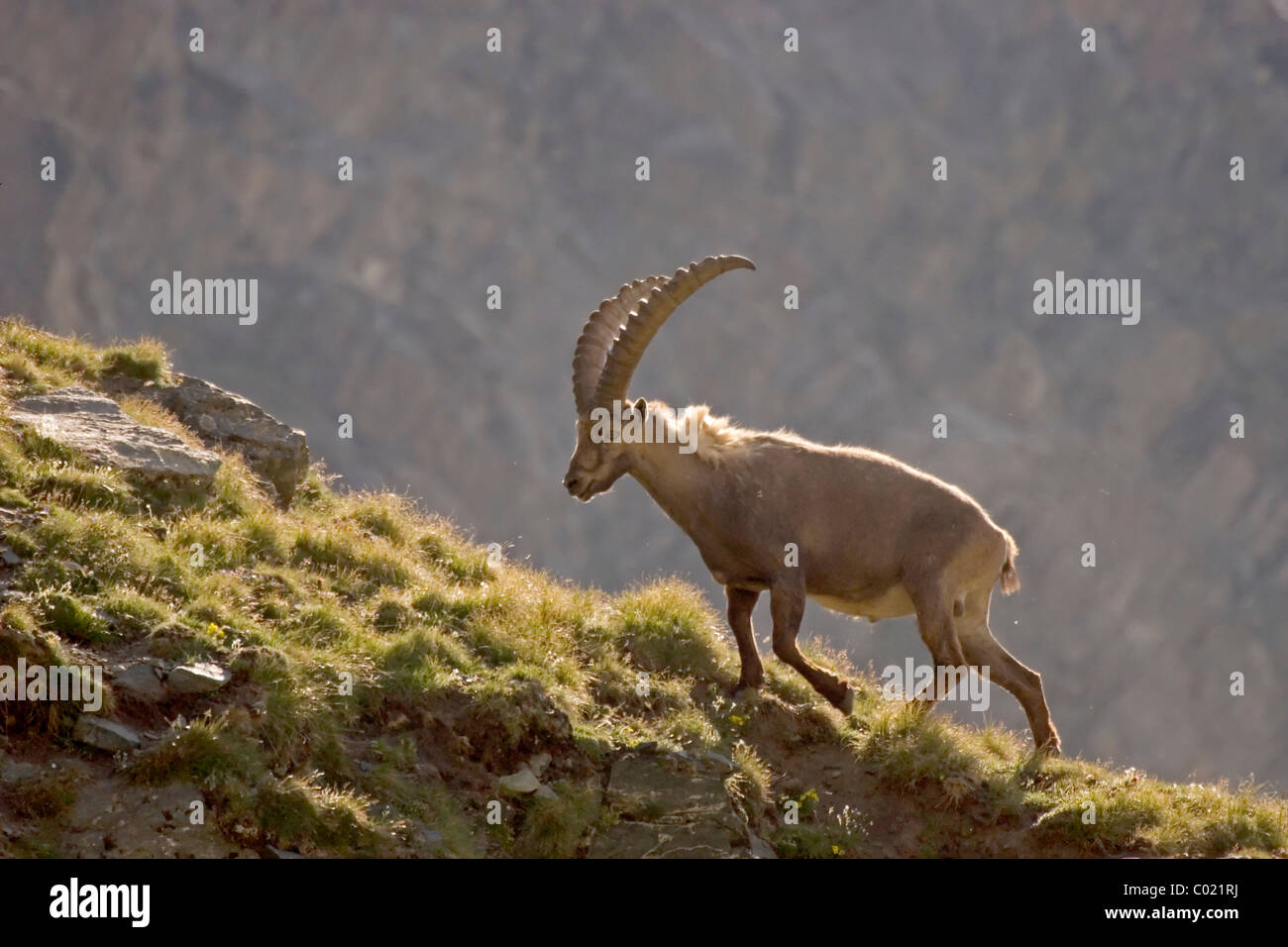 Alpensteinbock (Capra Ibex) Stockfoto