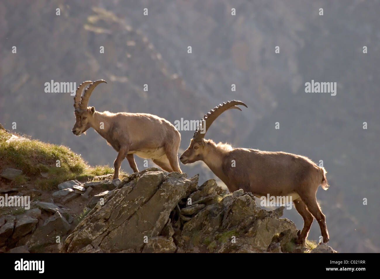 Alpensteinbock (Capra Ibex) Stockfoto