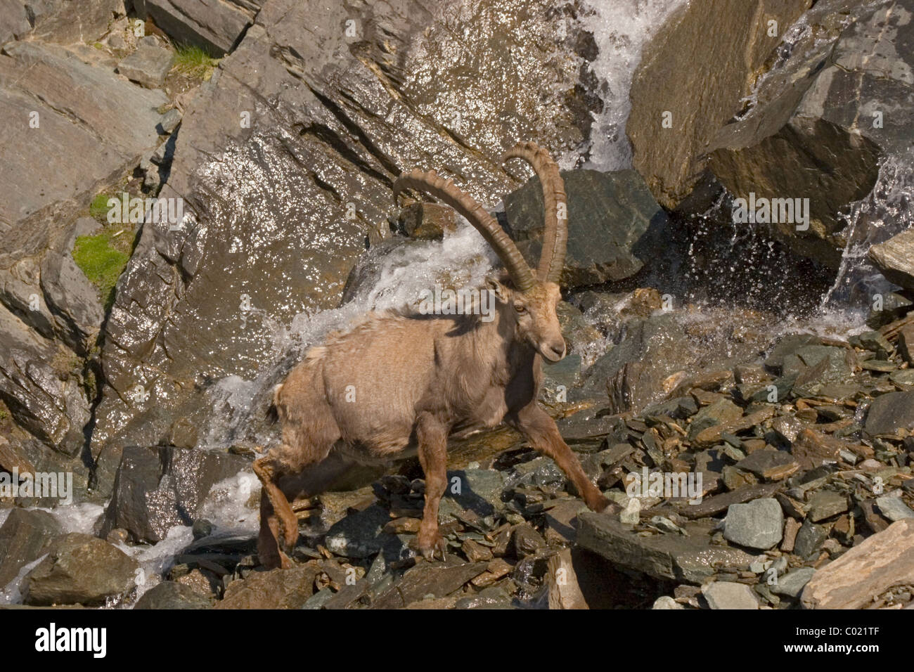 Alpensteinbock (Capra Ibex) Stockfoto
