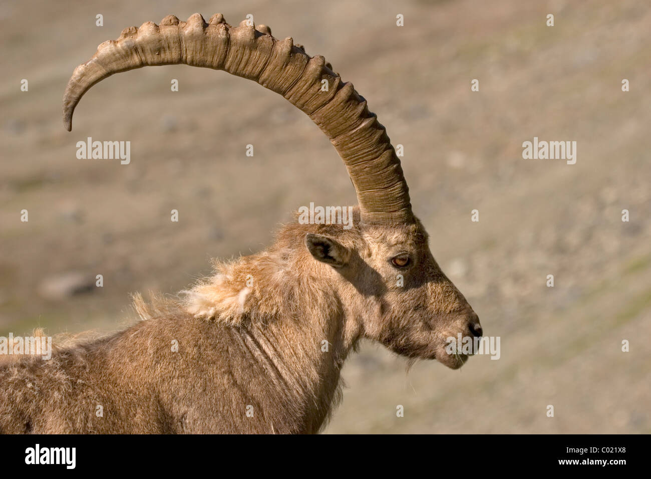 Porträt einer Alpensteinbock (Capra Ibex) Stockfoto