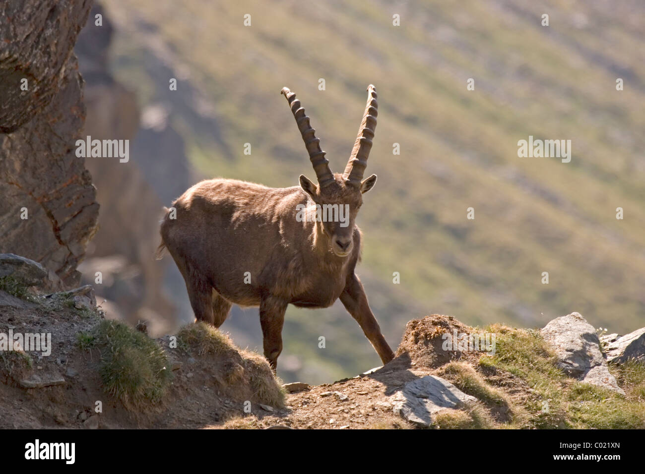 Alpensteinbock (Capra Ibex) Stockfoto