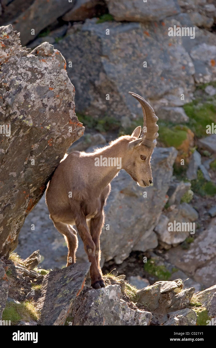 Alpensteinbock (Capra Ibex) Stockfoto