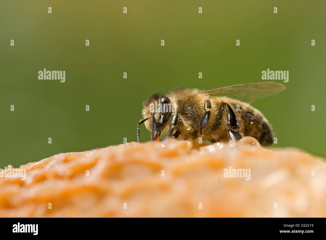 Honigbiene auf einem Kamm Stockfoto