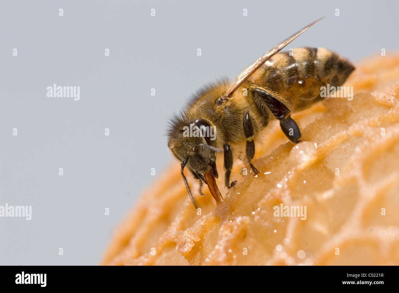 Honigbiene auf einem Kamm Stockfoto
