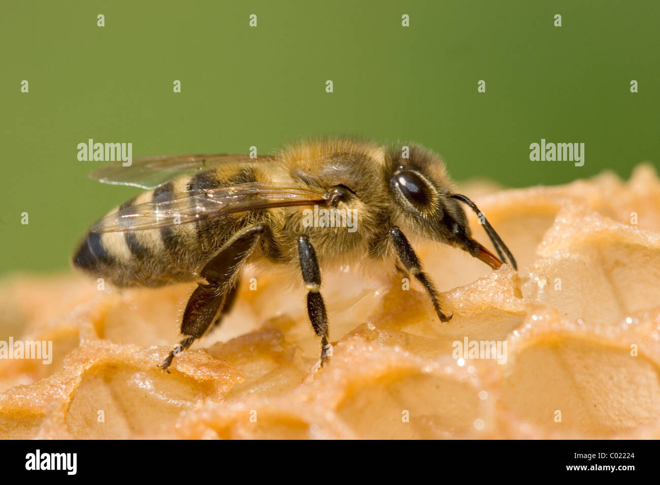 Honigbiene auf einem Kamm Stockfoto