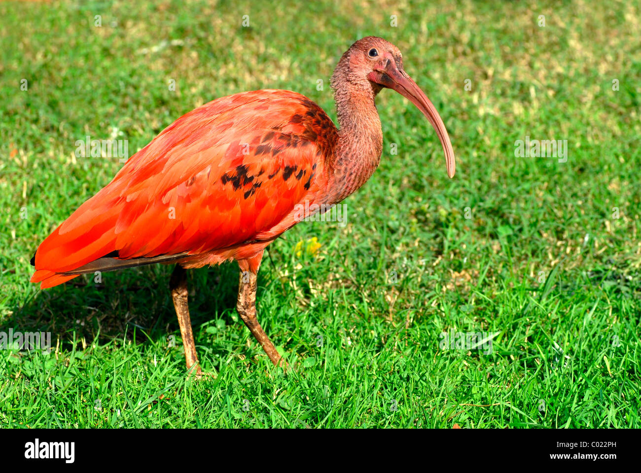 Closeup Scarlet Ibis (Eudocimus Ruber) auf Rasen Stockfoto