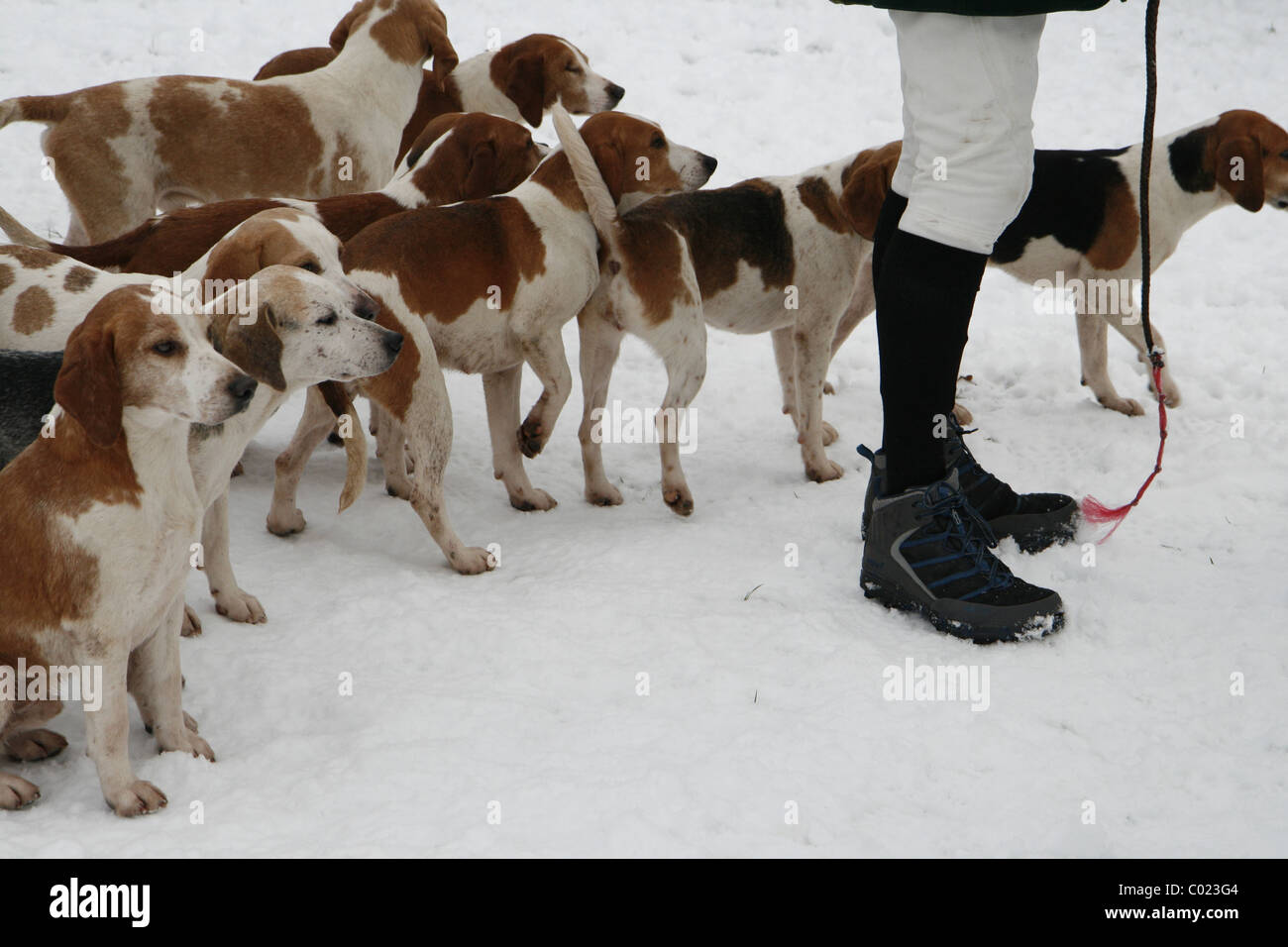 Newcastle und Bezirk Beagles versammeln sich in Stamfordham, Northumberland zu Beginn der Boxing Day Jagd. Stockfoto