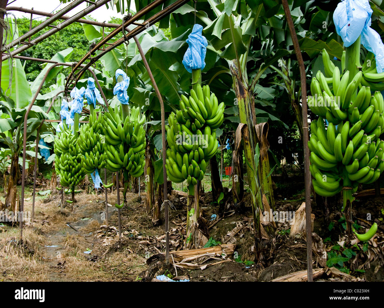 Guatemala. Izabal. Bananenplantage. Stockfoto