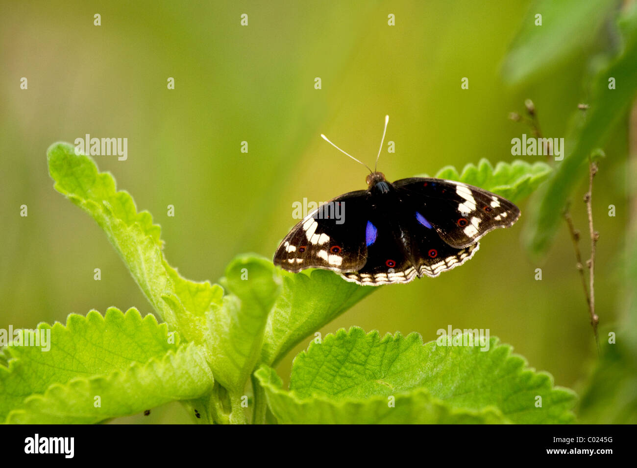 Blauer Stiefmütterchen Schmetterling thront in Südafrika Stockfoto