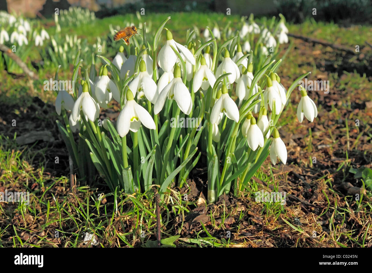 Schneeglöckchen und Bee Stockfoto