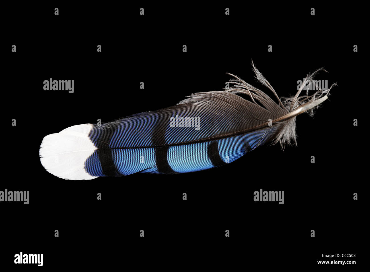 Makroaufnahme einer Blue Jay Feder auf schwarzem Hintergrund Stockfoto