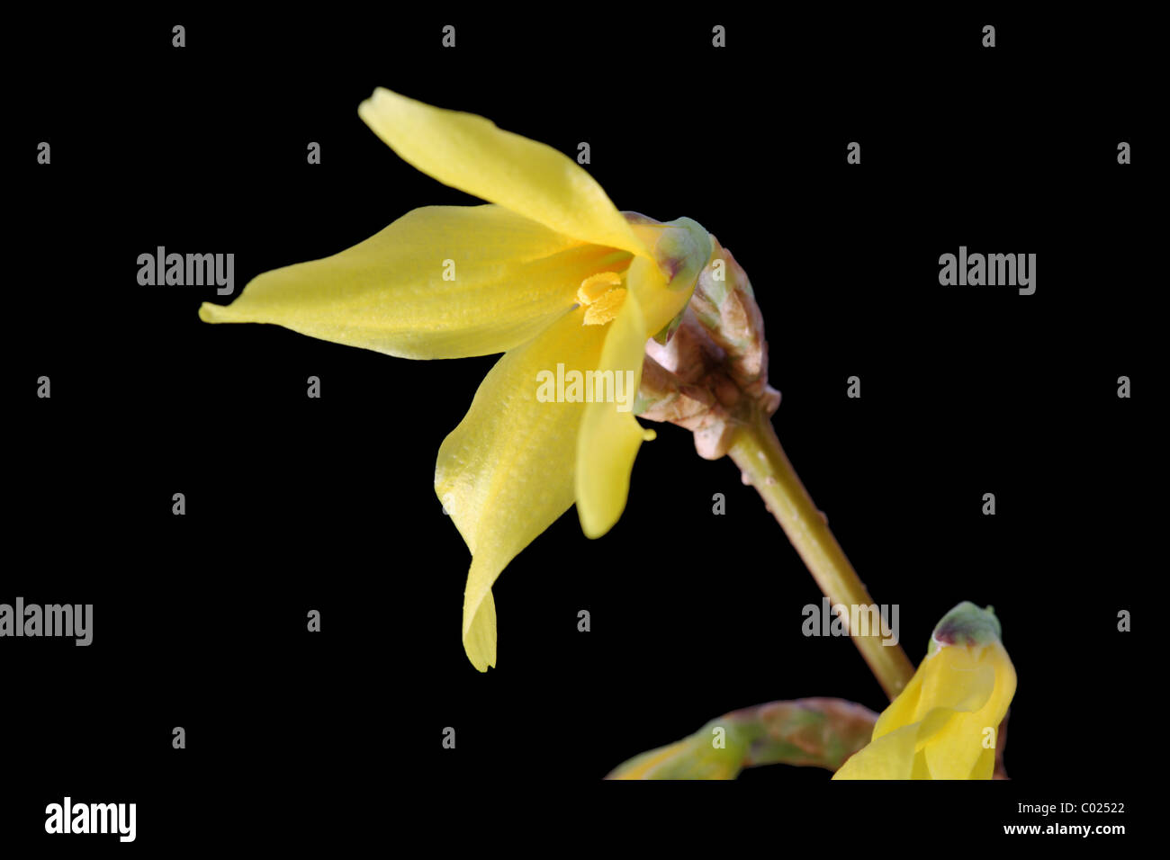 gelben Forsythien Blume auf einem schwarzen Hintergrund Stockfoto