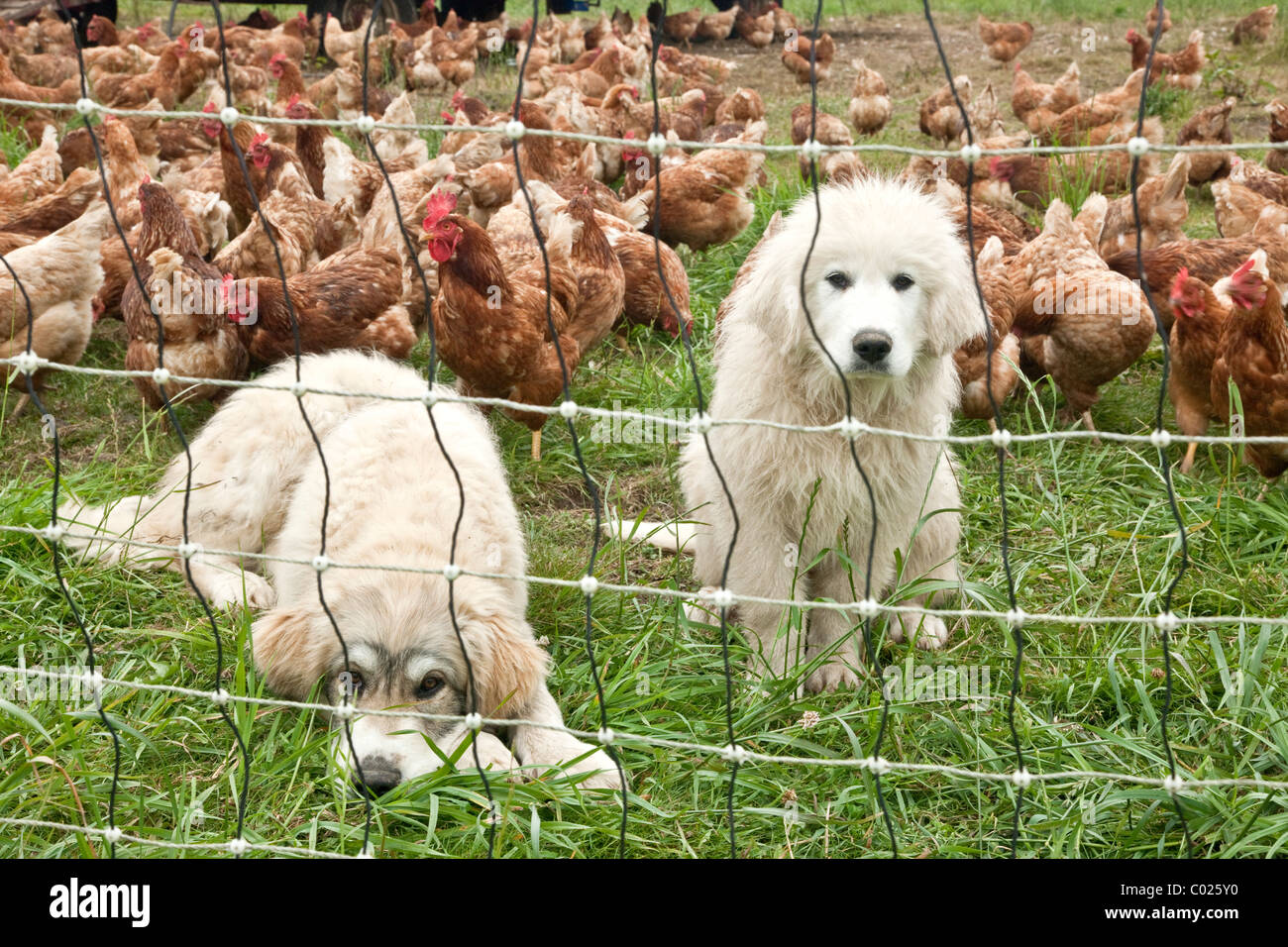 Große Pyrenäen junge Welpen, freilaufende Hühner, Bio-Eierproduktion. Stockfoto