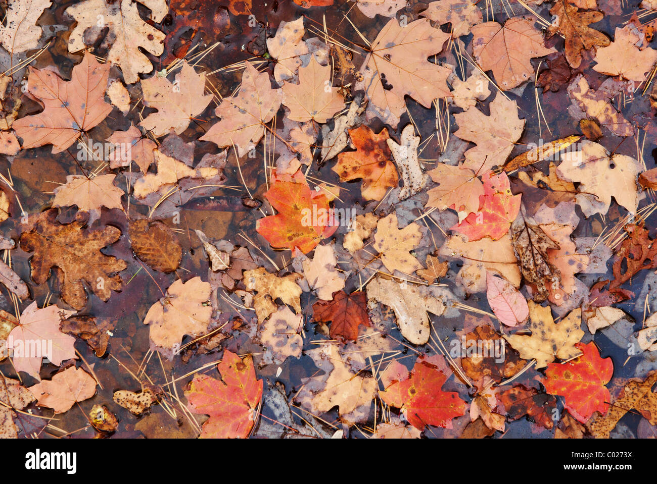 roter Herbst oder Herbstblätter im Wasser Hintergrund Stockfoto