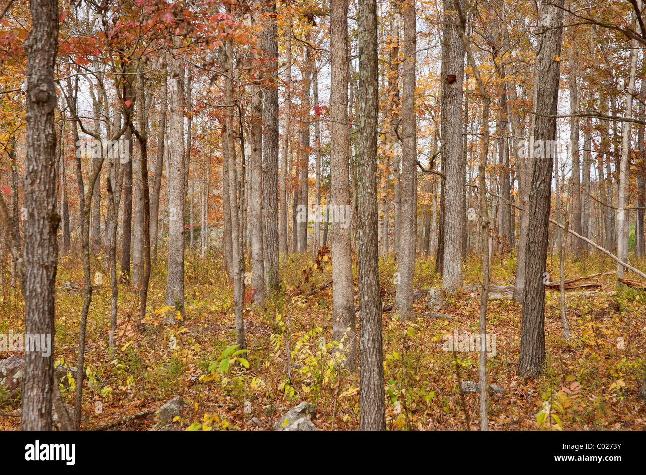 Herbst oder Herbst Bäume im Wald Stockfoto