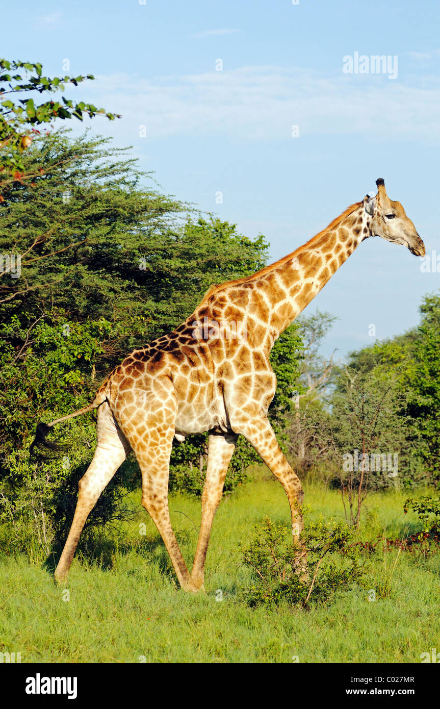 Giraffe (Giraffa Plancius), Moremi National Park, Okavango Delta, Botswana, Afrika Stockfoto