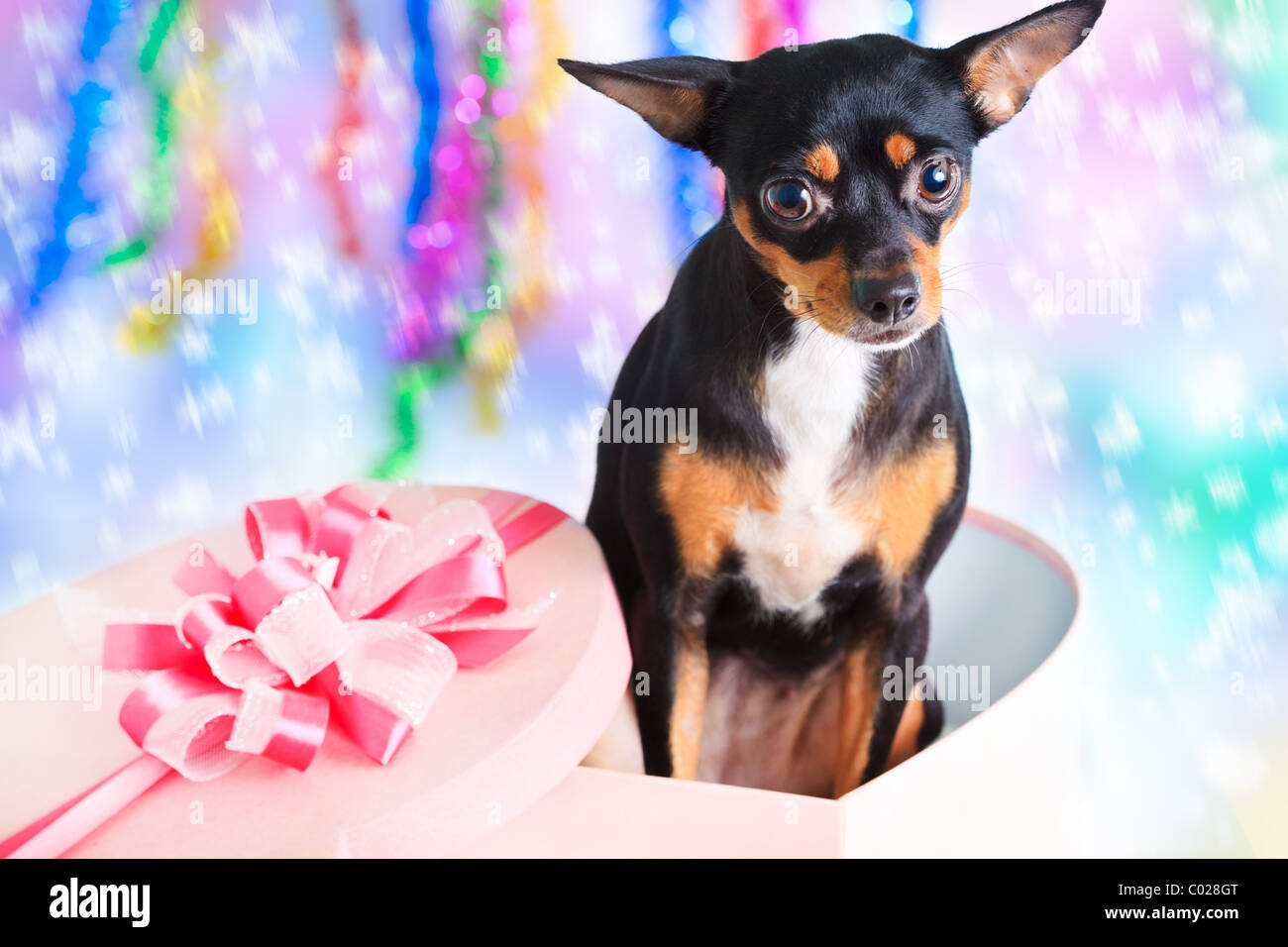 Toy Terrier Hund mit Geschenk-Box für Weihnachten Stockfoto