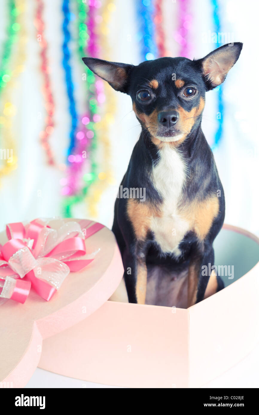Toy Terrier Hund mit Geschenk-Box für Weihnachten Stockfoto
