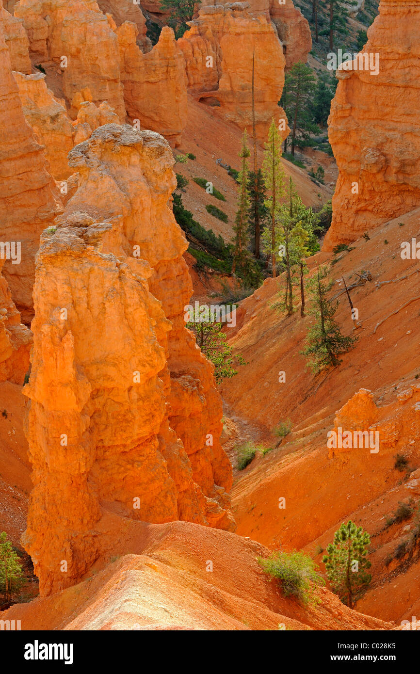 Felsformationen und Hoodoos in den Morgen, Sunrise Point, Bryce-Canyon-Nationalpark, Utah, USA, Amerika Stockfoto