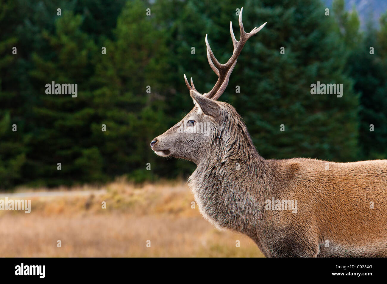 Wild Hirsch auf Rannoch Moor in den schottischen Highlands Stockfoto