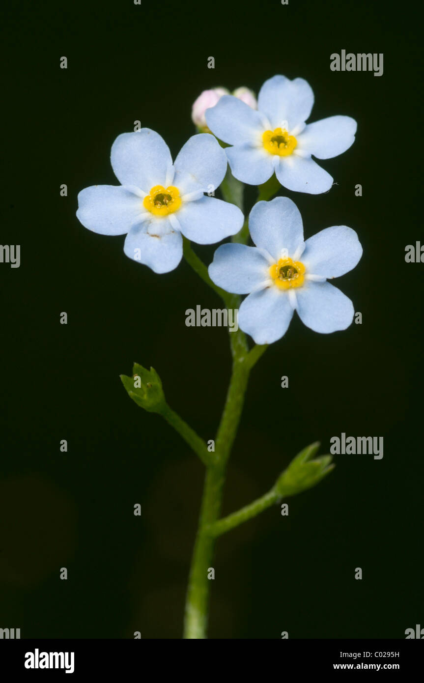 Wasser, Vergissmeinnicht oder wahre Vergissmeinnicht (Myosotis Palustris) Stockfoto