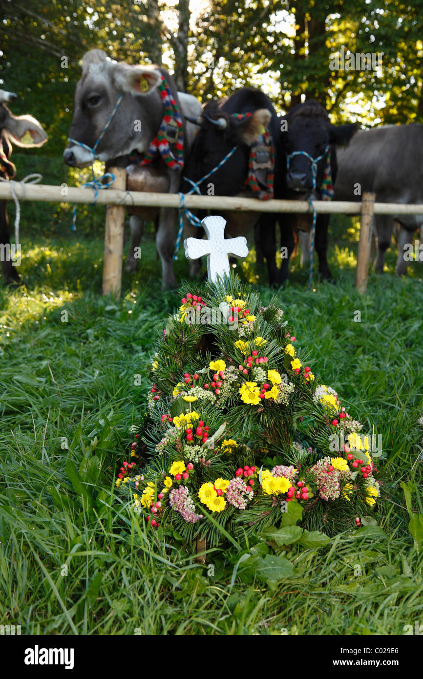 Floralen Kopfschmuck für eine Kuh, zeremonielle Senkung des Viehs, Rückkehr des Viehs in ihrer jeweiligen Eigentümer, Pfronten Stockfoto