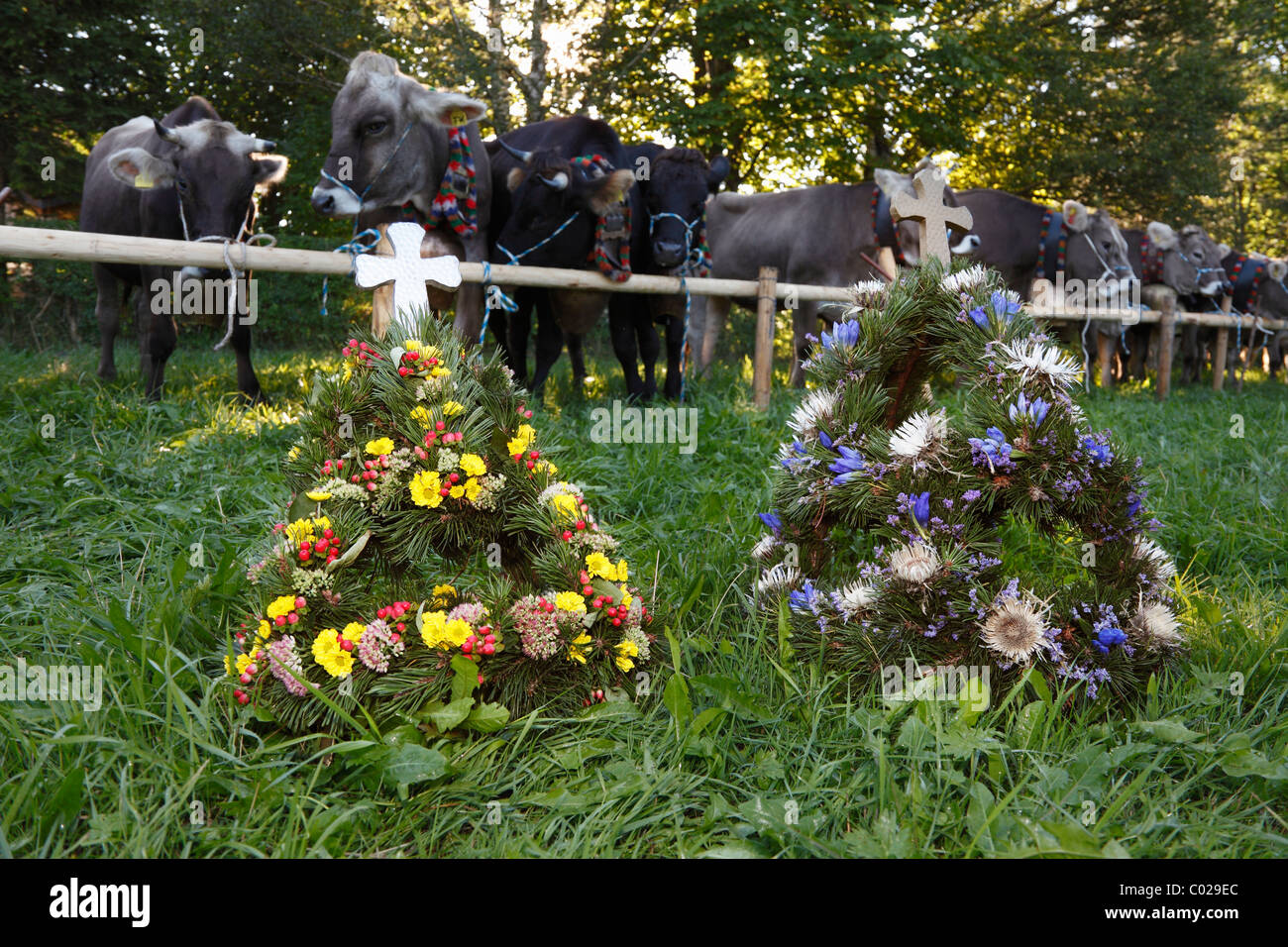 Floralen Kopfschmuck für die Kühe, zeremonielle Senkung des Viehs, Rückkehr des Viehs in ihrer jeweiligen Eigentümer, Pfronten Stockfoto