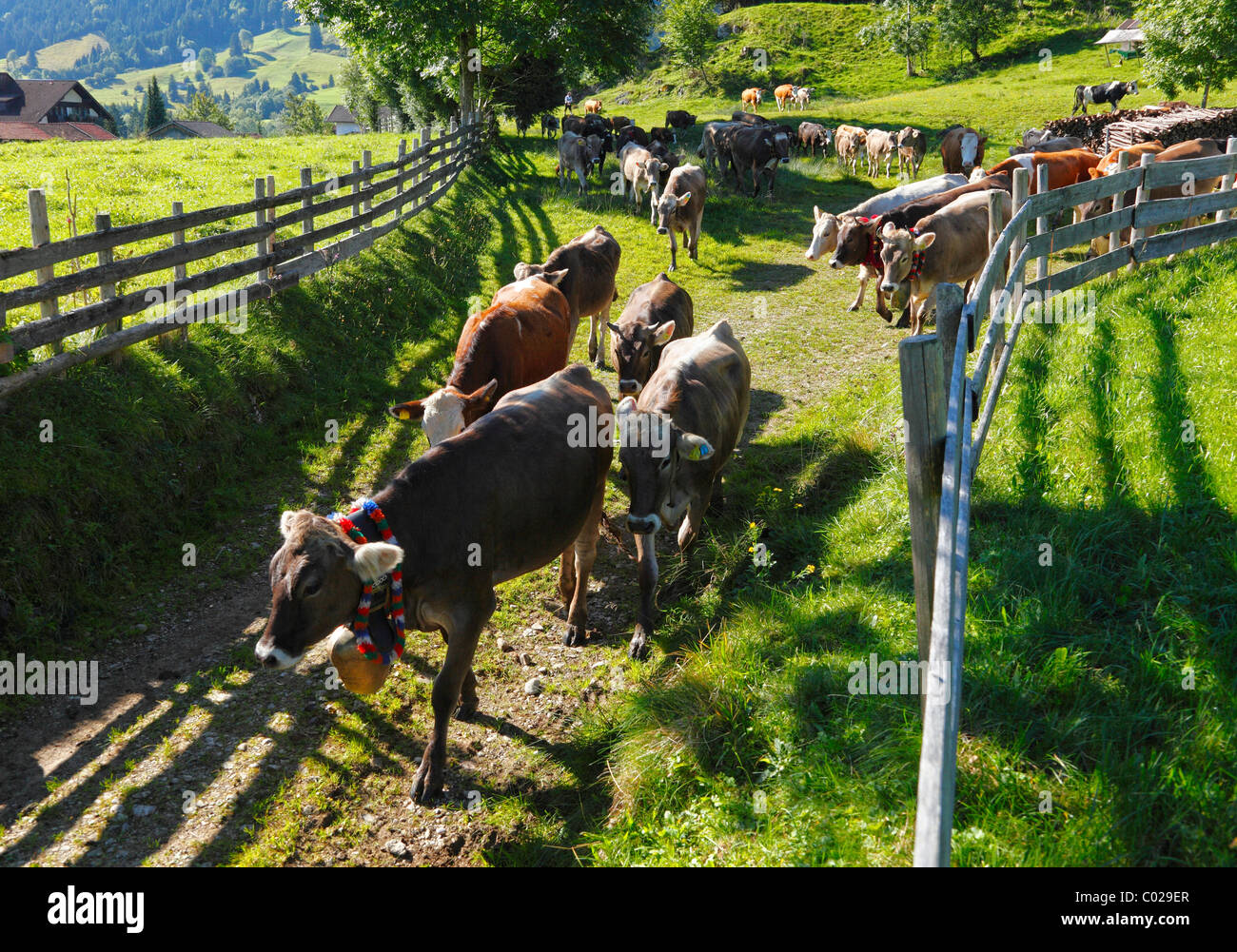 Zeremoniell Senkung von Rindern, die Rückkehr des Viehs in ihrer jeweiligen Eigentümer, Pfronten, Ostallgaeu Bezirk Stockfoto