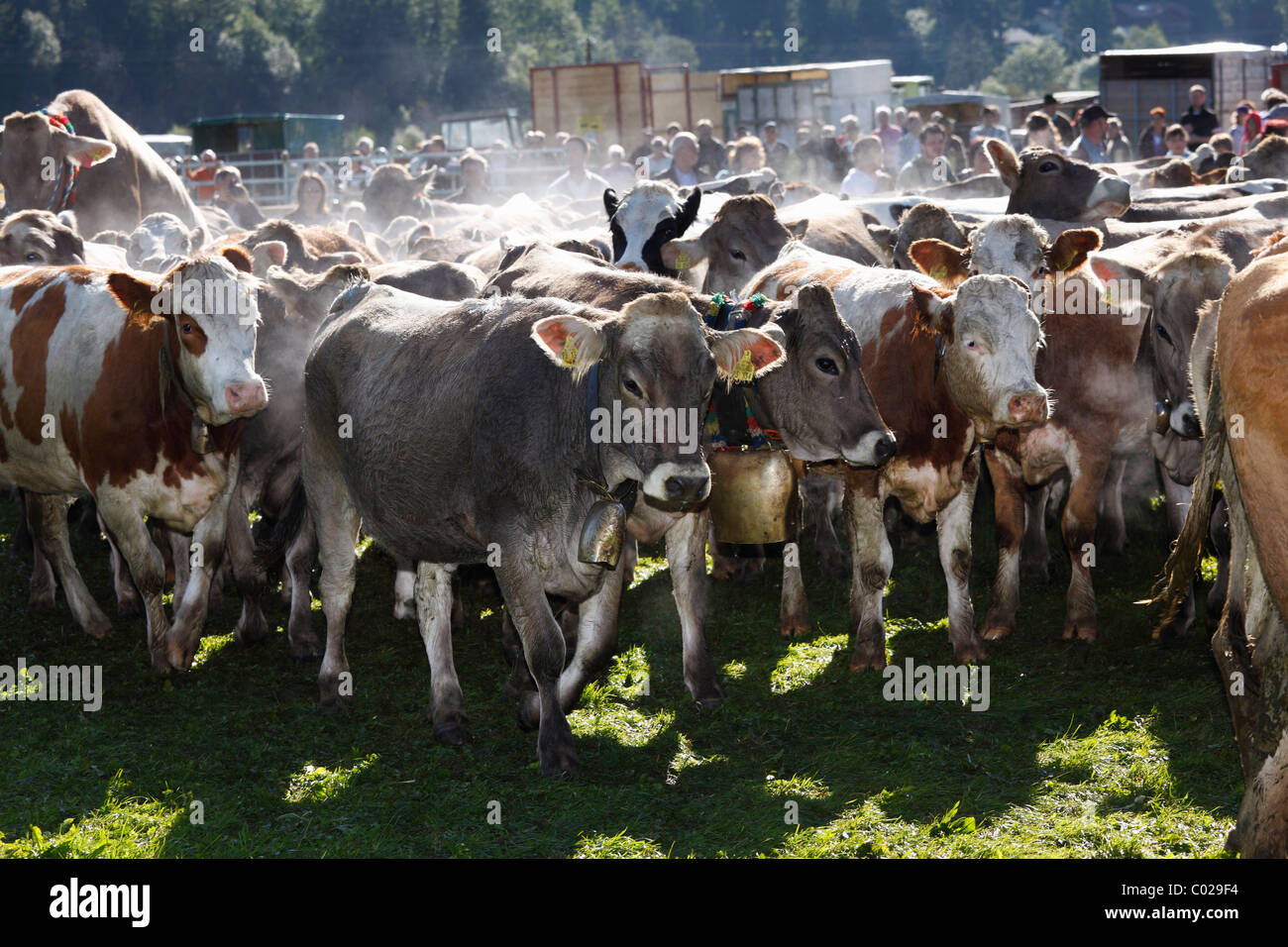 Zeremoniell Senkung von Rindern, die Rückkehr des Viehs in ihrer jeweiligen Eigentümer, Pfronten, Ostallgaeu Bezirk Stockfoto