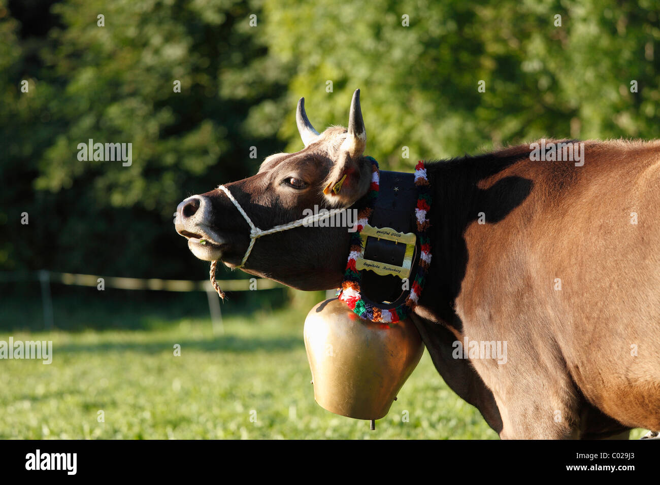 Kuh trägt eine Kuhglocke, Pfronten, Ostallgaeu Bezirk, Allgäu, Swabia Region, Bayern, Deutschland, Europa Stockfoto