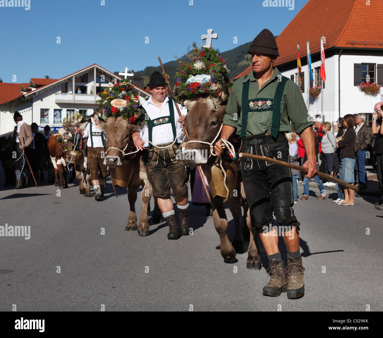 Zeremoniell Fahrt des Viehs von den Bergweiden, Rückkehr des Viehs in ihrer jeweiligen Eigentümer, geschmückten Kühe Stockfoto