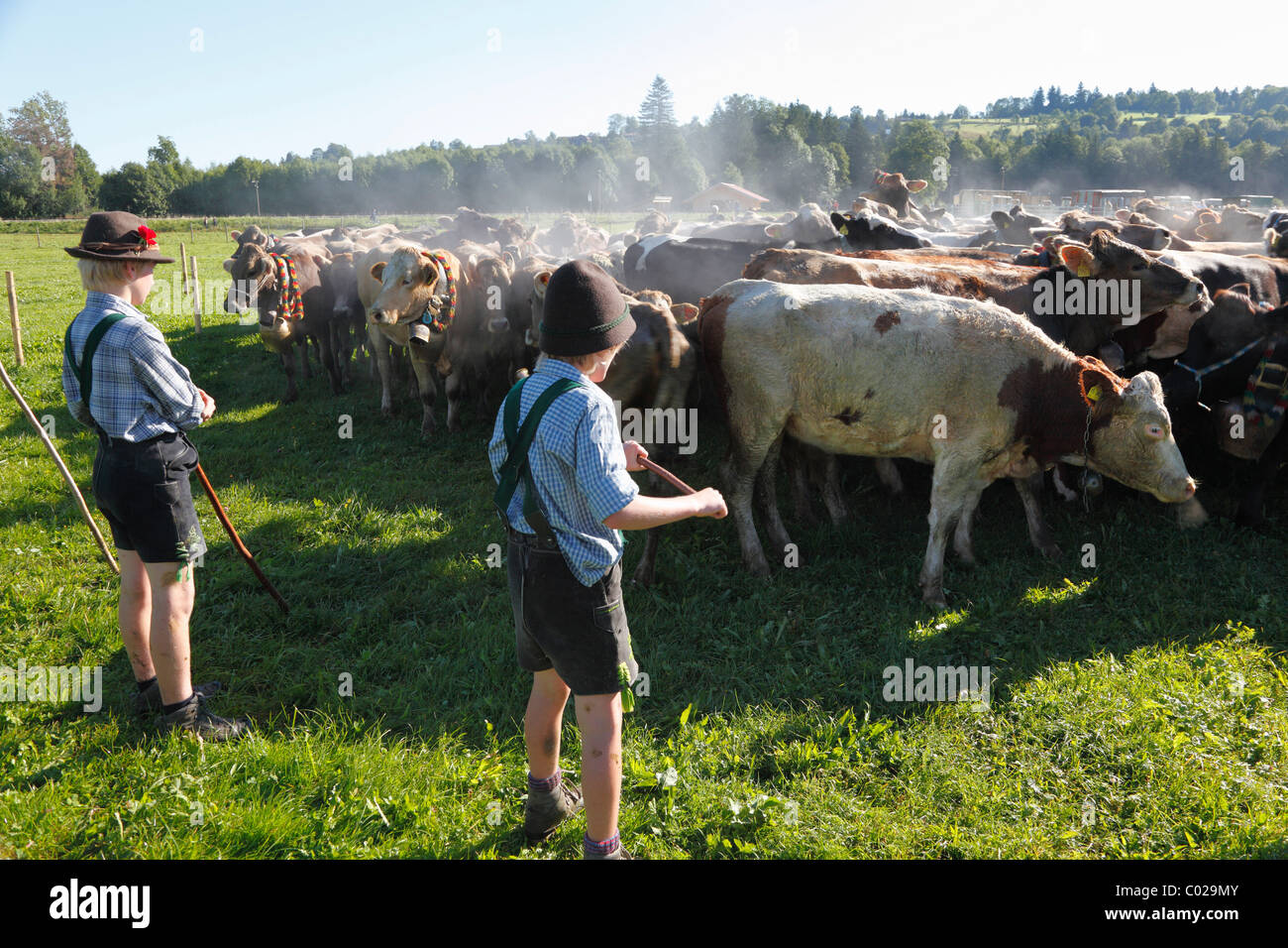 Zeremoniell Fahrt des Viehs von den Bergweiden, Rückkehr des Viehs in ihrer jeweiligen Eigentümer, Pfronten Stockfoto