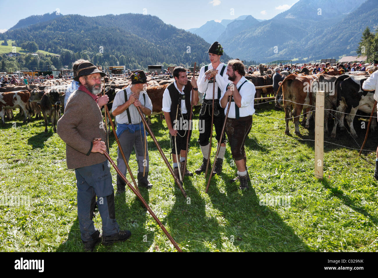 Zeremoniell Fahrt des Viehs von den Bergweiden, Rückkehr des Viehs in ihrer jeweiligen Eigentümer, Pfronten Stockfoto