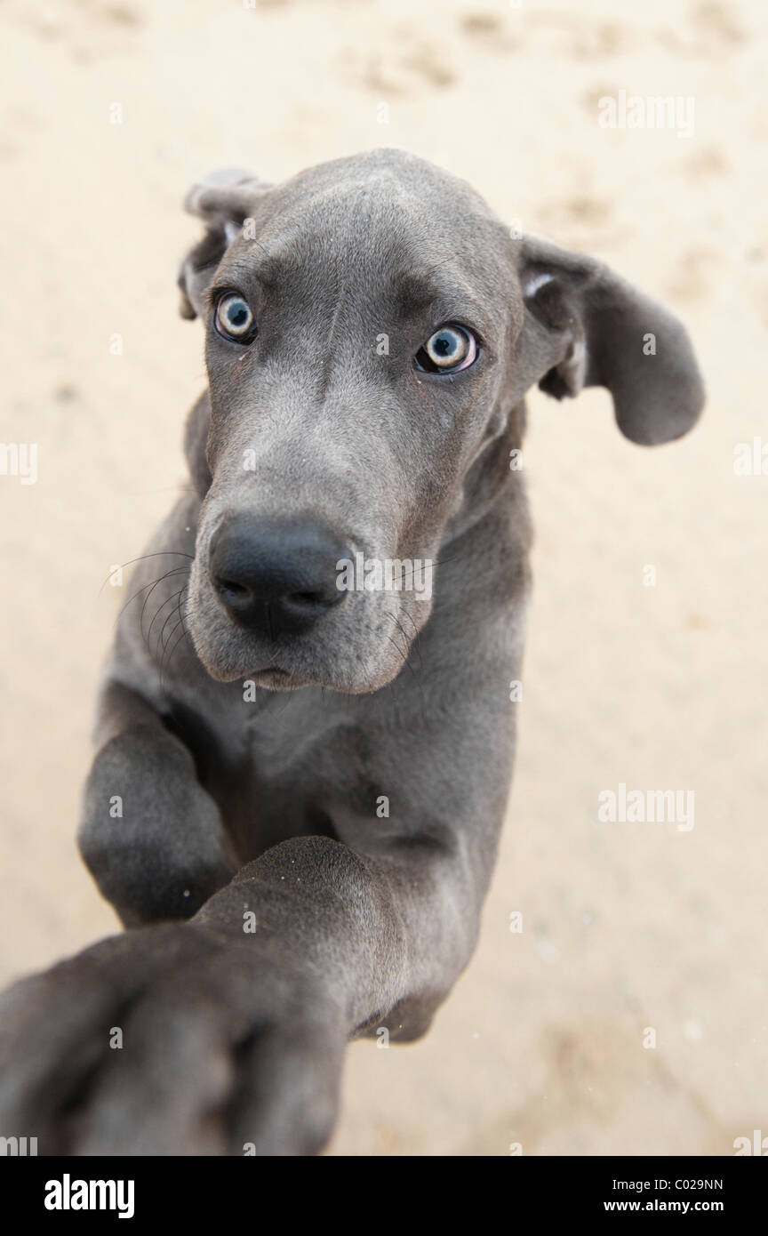 Deutsche dogge lustig Fotos und Bildmaterial in hoher Auflösung Alamy