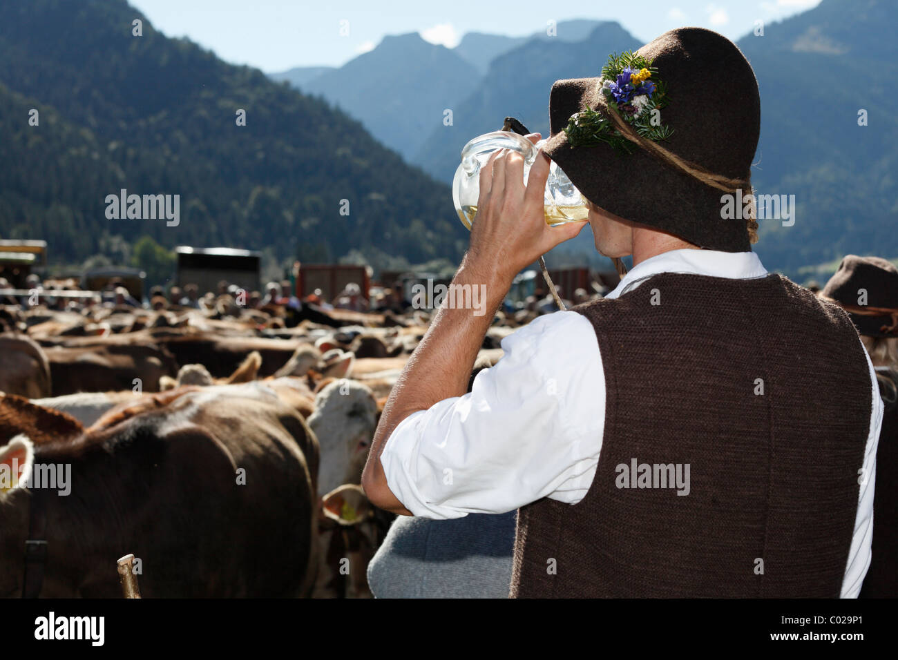 Zeremoniell Fahrt des Viehs von den Bergweiden, Rückkehr des Viehs in ihrer jeweiligen Eigentümer, Pfronten Stockfoto