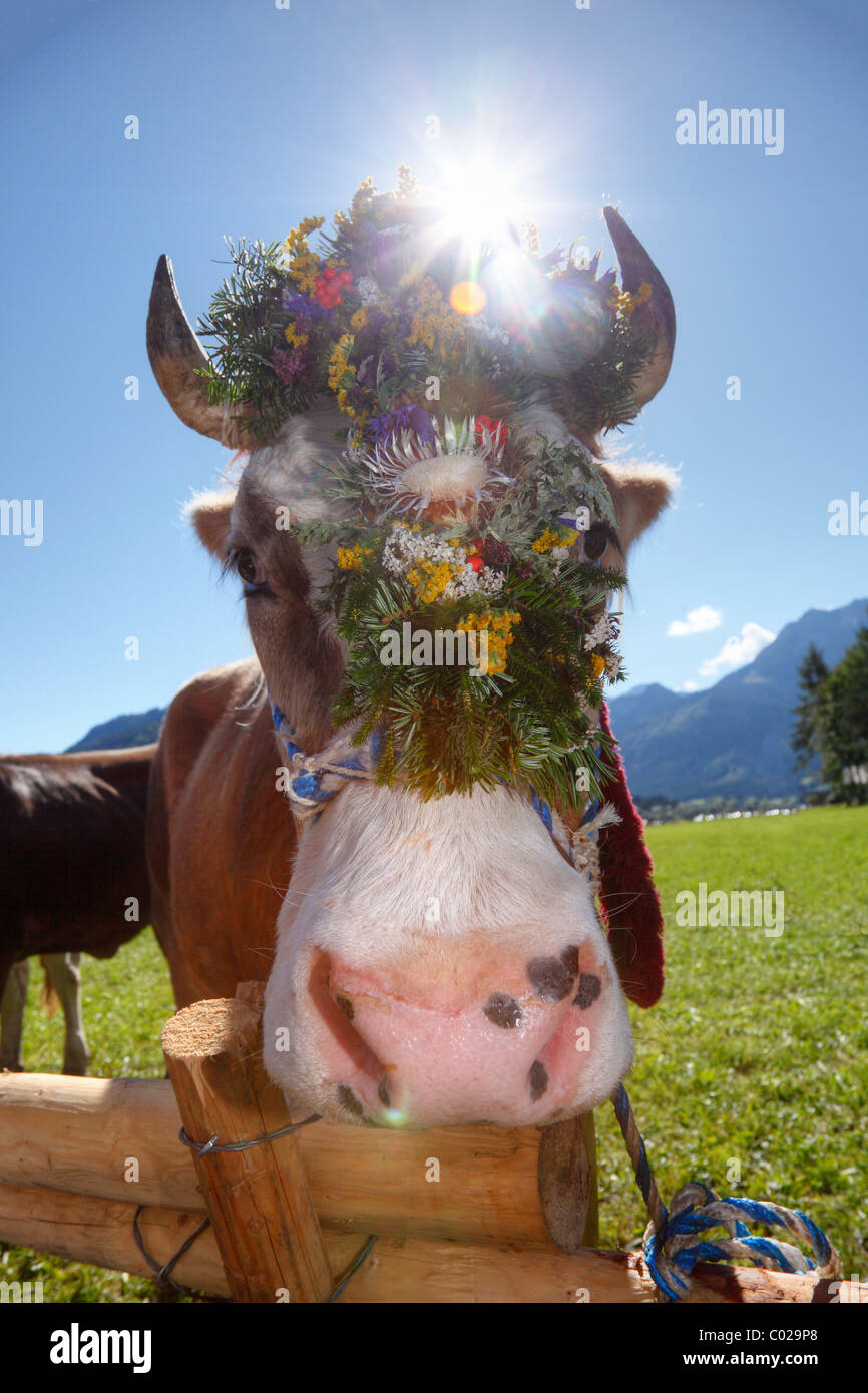 Verzierte Kuh, zeremonielle Fahrt von Rindern von der Berg Weiden, Rückkehr des Viehs in ihrer jeweiligen Inhaber Stockfoto