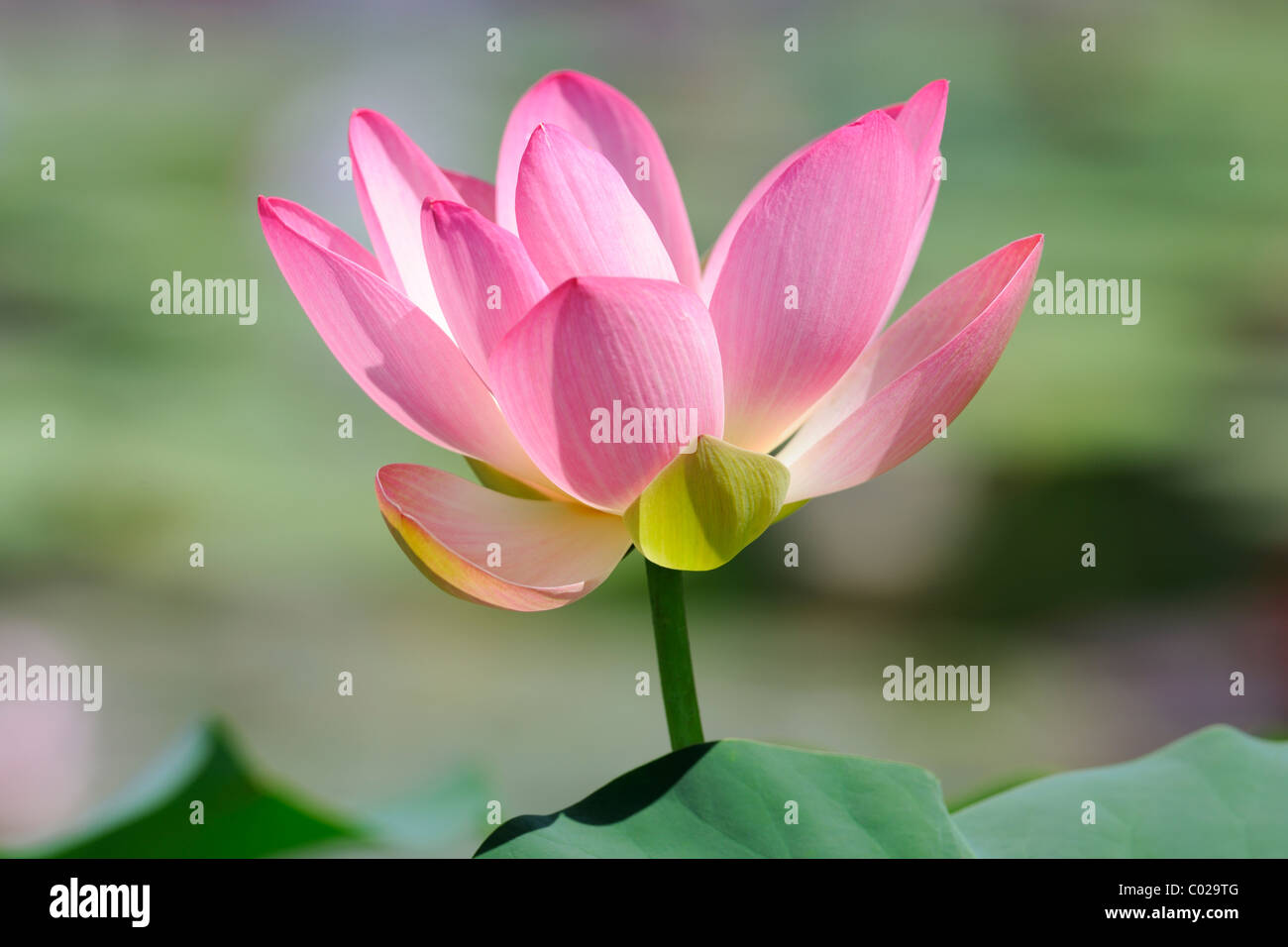 Indian Lotus, Heilige Lotus Bean of India (Nelumbo Nucifera) Stockfoto