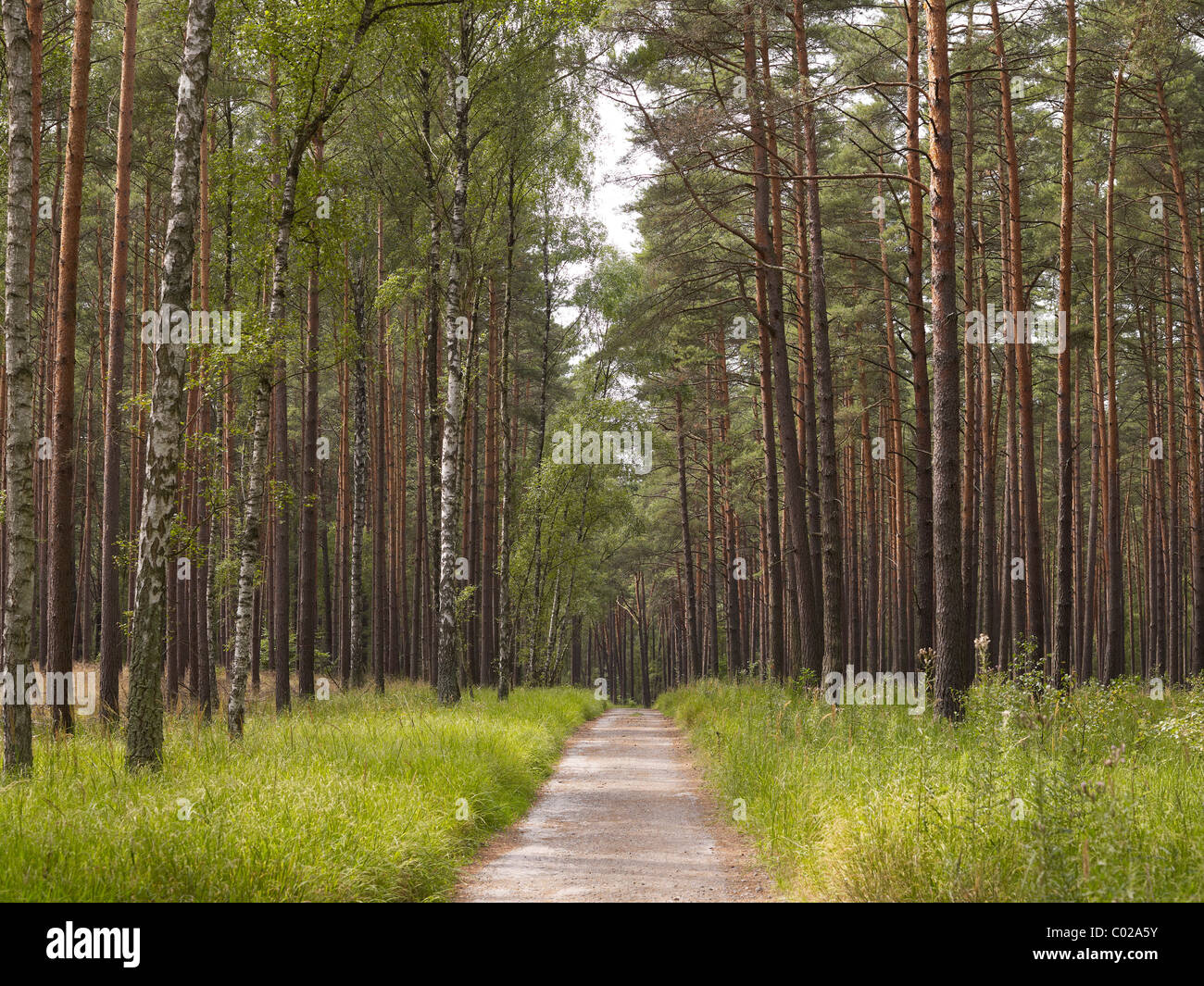 Wald mit Nadelbäumen und Birken, Müritz-Nationalpark, Mecklenburgische Seenplatte, Mecklenburg-Vorpommern Stockfoto
