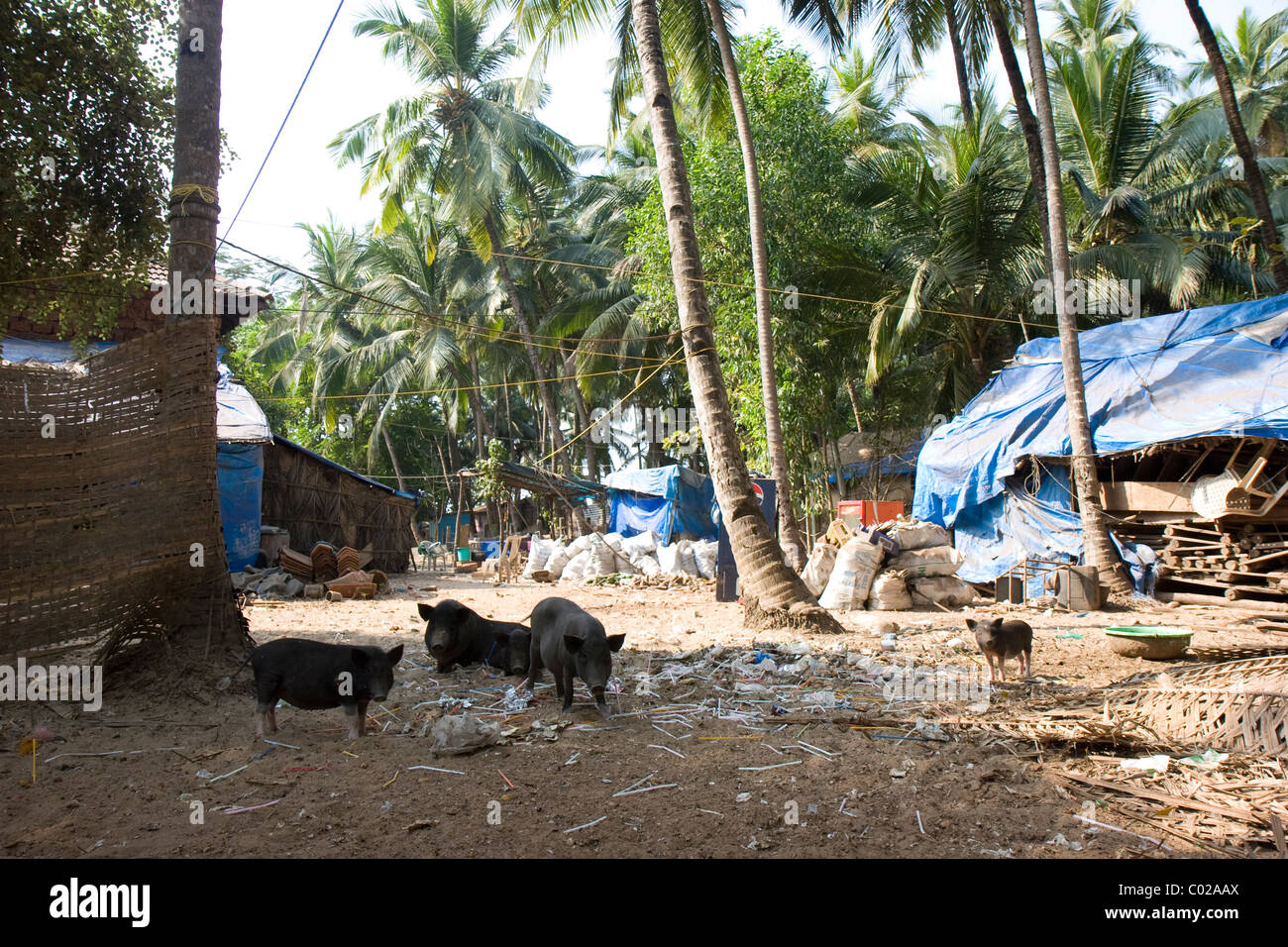 Wildschweine durchwühlen Müll Stockfoto