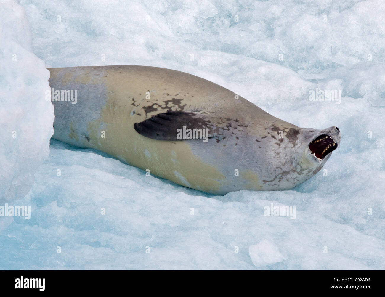 Krabbenfresserrobbe Siegel (Lobodon Carcinophagus) auf Eisberg, Lemaire-Kanal, antarktische Halbinsel Stockfoto