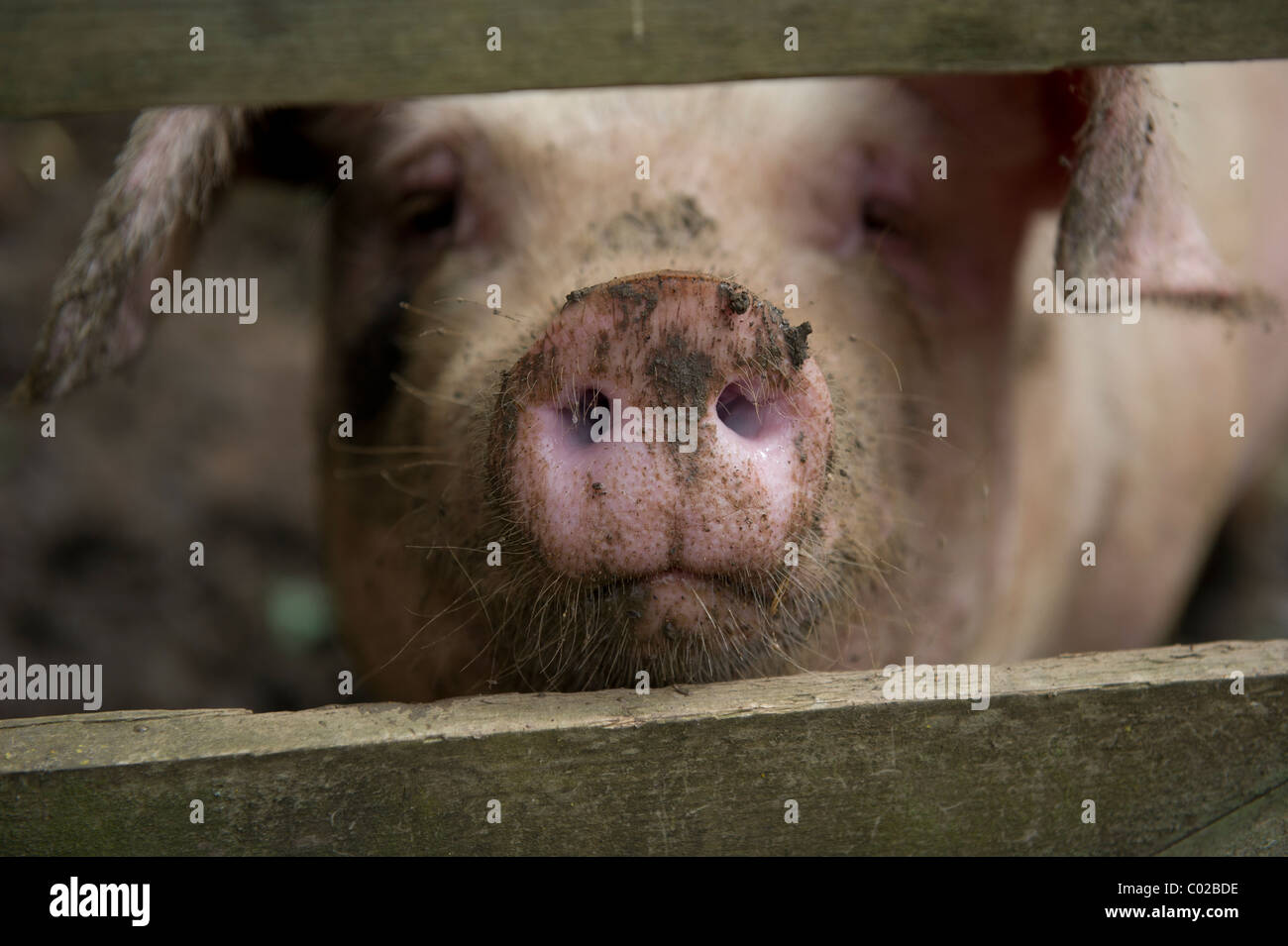 Schließen Sie herauf Bild der Schnauze eines Schweins stossen von einem Zaun auf einem Bauernhof. Stockfoto